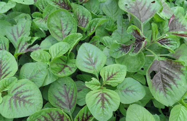 看看这些野菜你们家乡有吗？