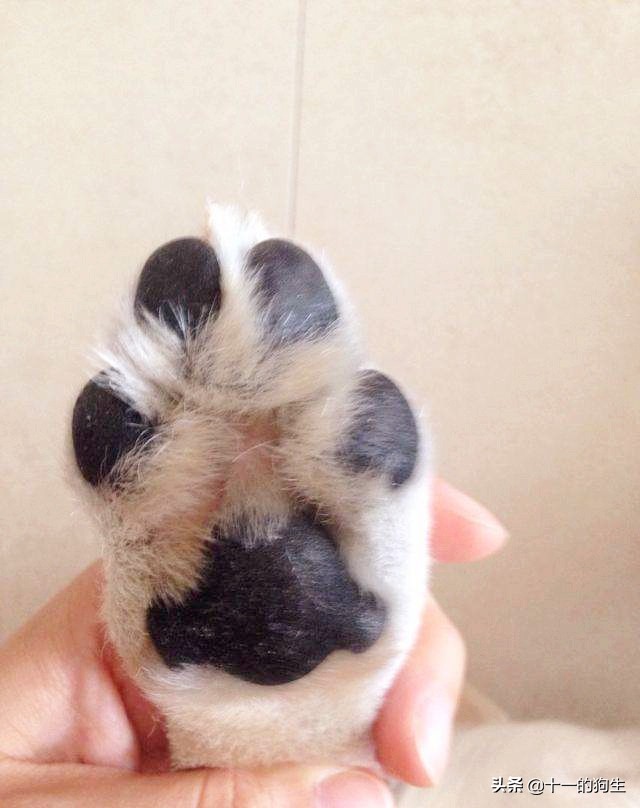 狗的爪子代表什么,关于狗爪的10个小知识