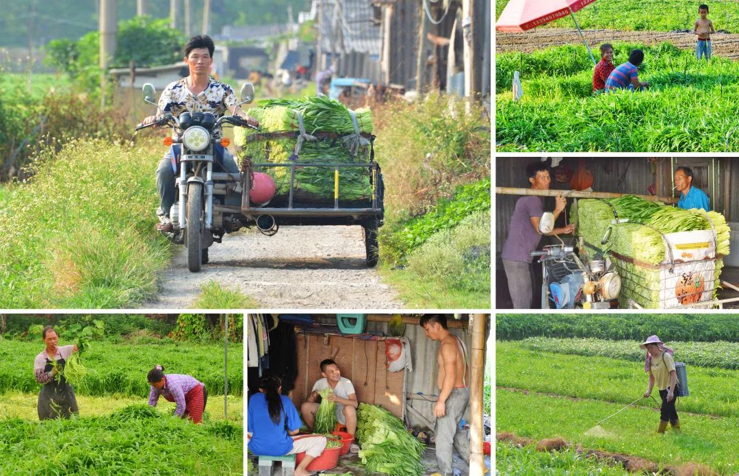 晋江西滨，面积最小的镇，70幅作品了解“大美晋江精品西滨”