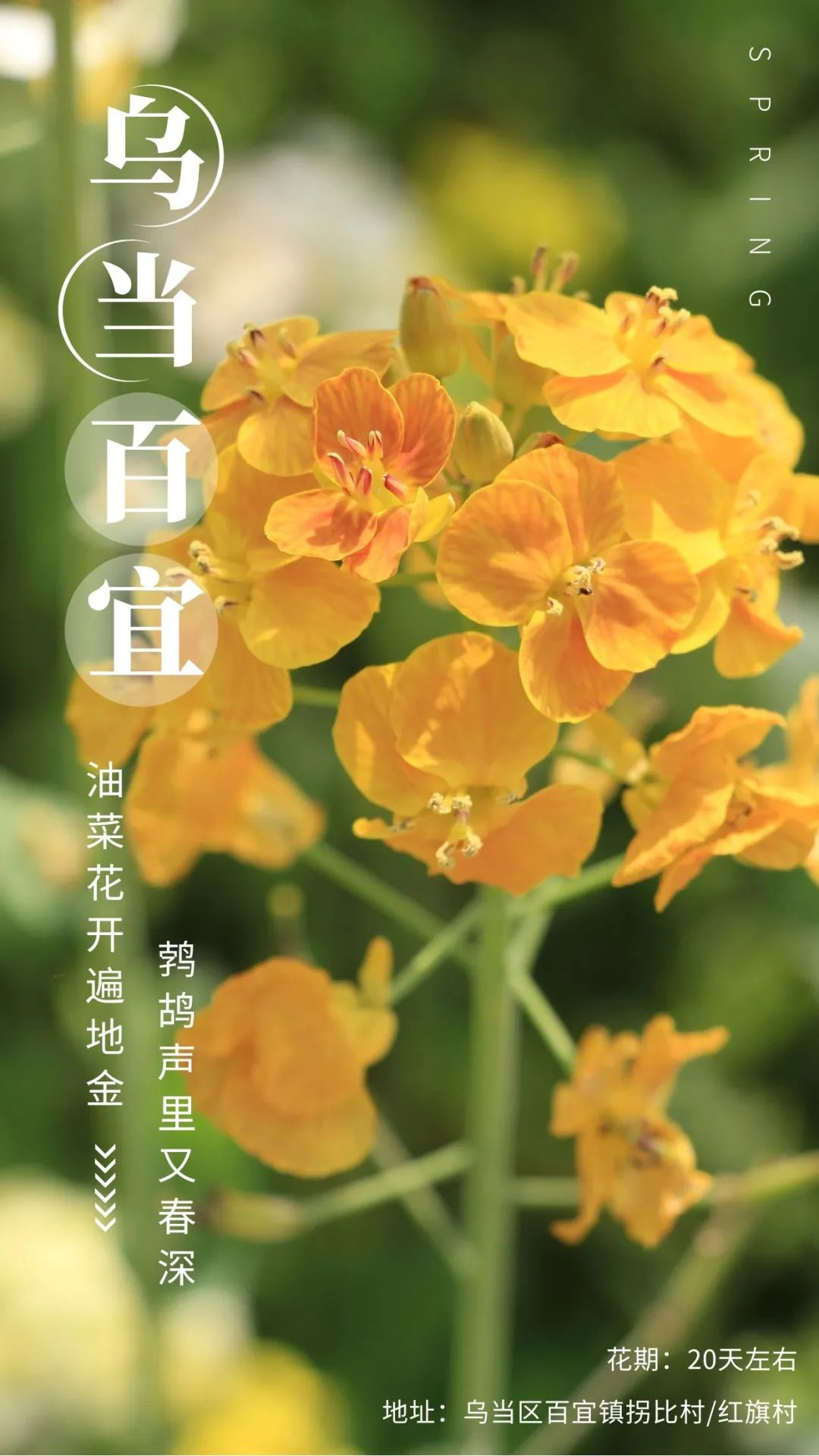 赏春图鉴丨赏花海、品清茶、尝美食...乌当百宜镇这条宝藏春游线路,就等你来打卡啦!