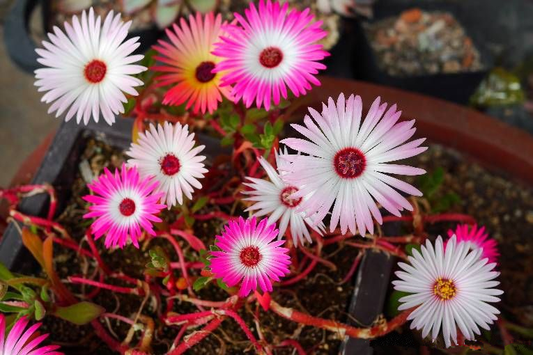 彩虹花盆栽,好养的阳台开花花卉