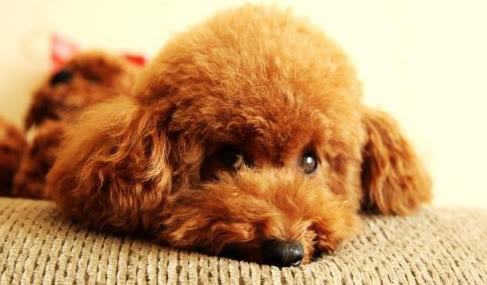 狗子挑食不吃饭怎么办是生病了吗,狗子挑食怎么处理最有效