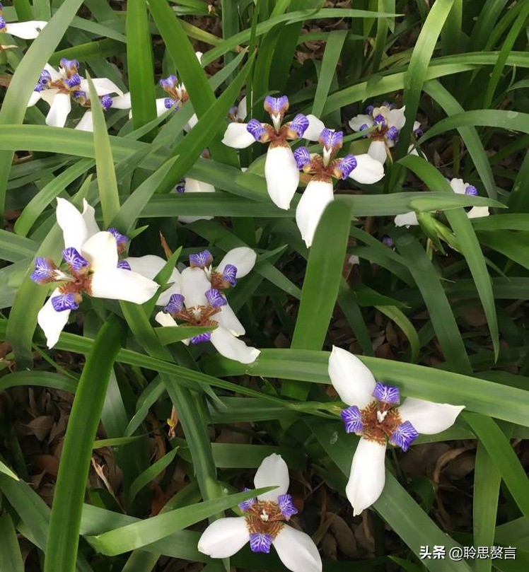 蝴蝶花的诗句大全,蝴蝶花诗句经典名句