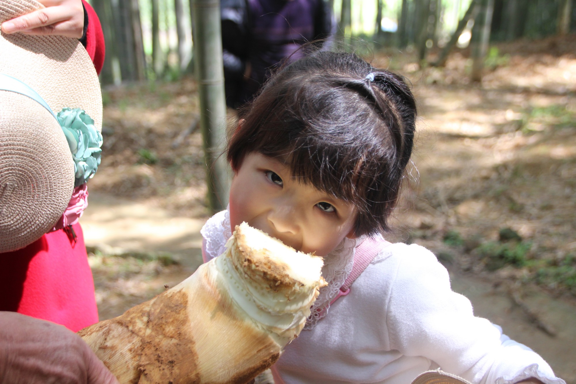 浙江临海沿江镇竹笋,临海市野生竹笋
