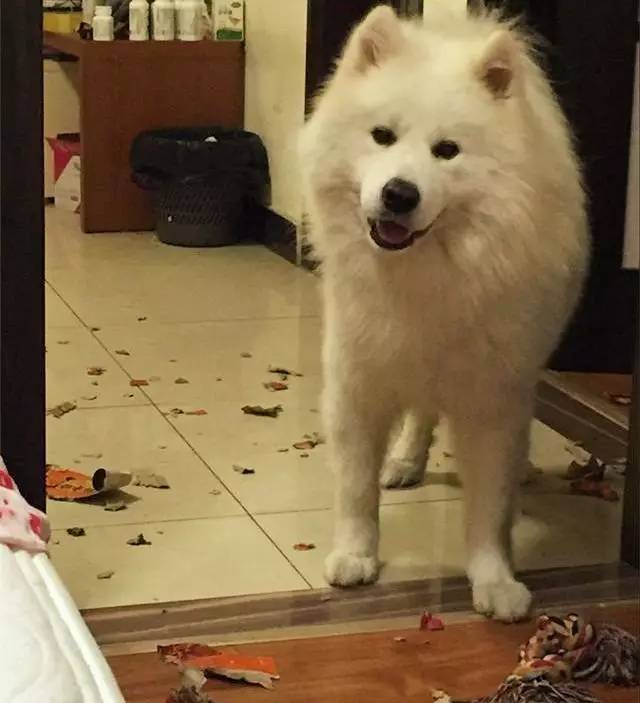 别再说笼养狗狗不好了,小恶魔萨摩耶