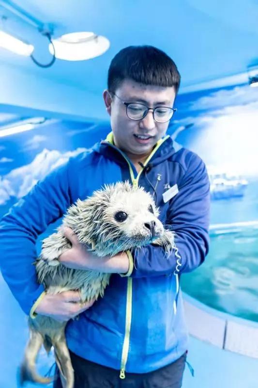 小海豹刚出生为啥有毛,海豹宝宝白毛成年过程