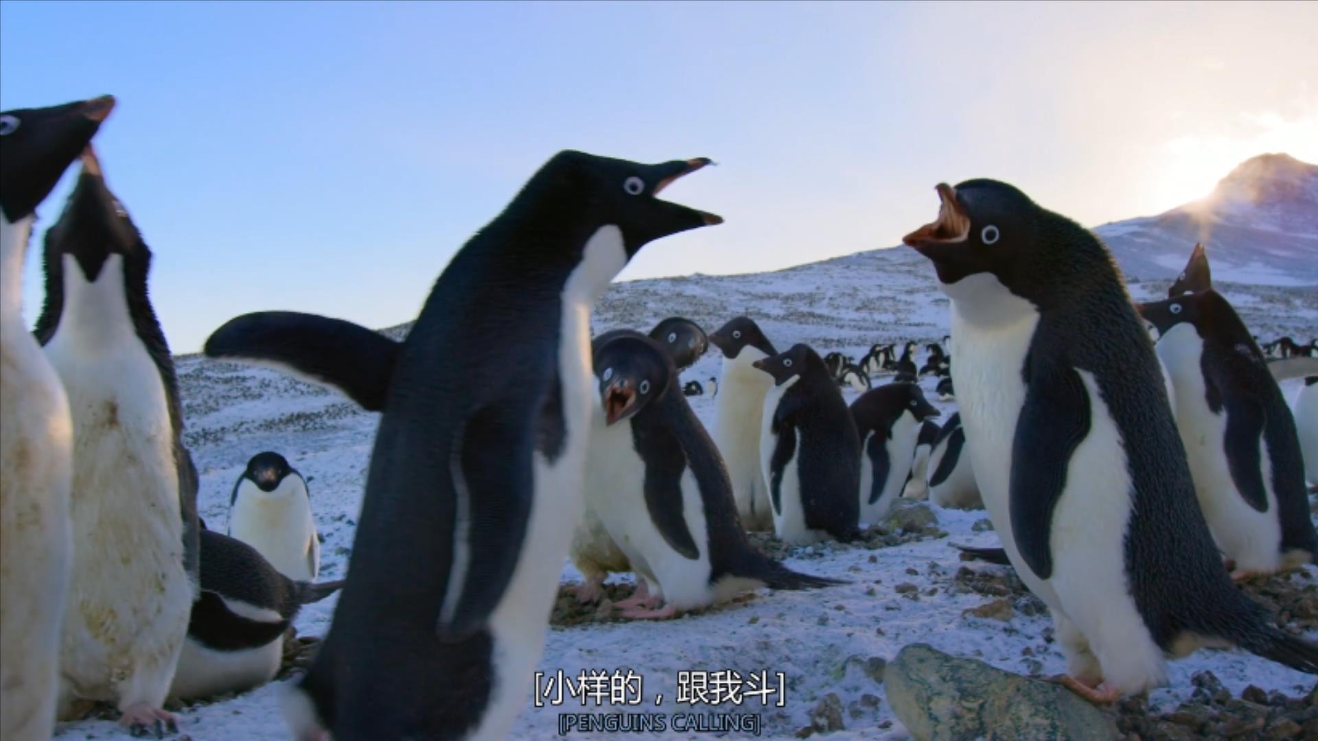 大过年的,被这些小萌萌给笑掉了头