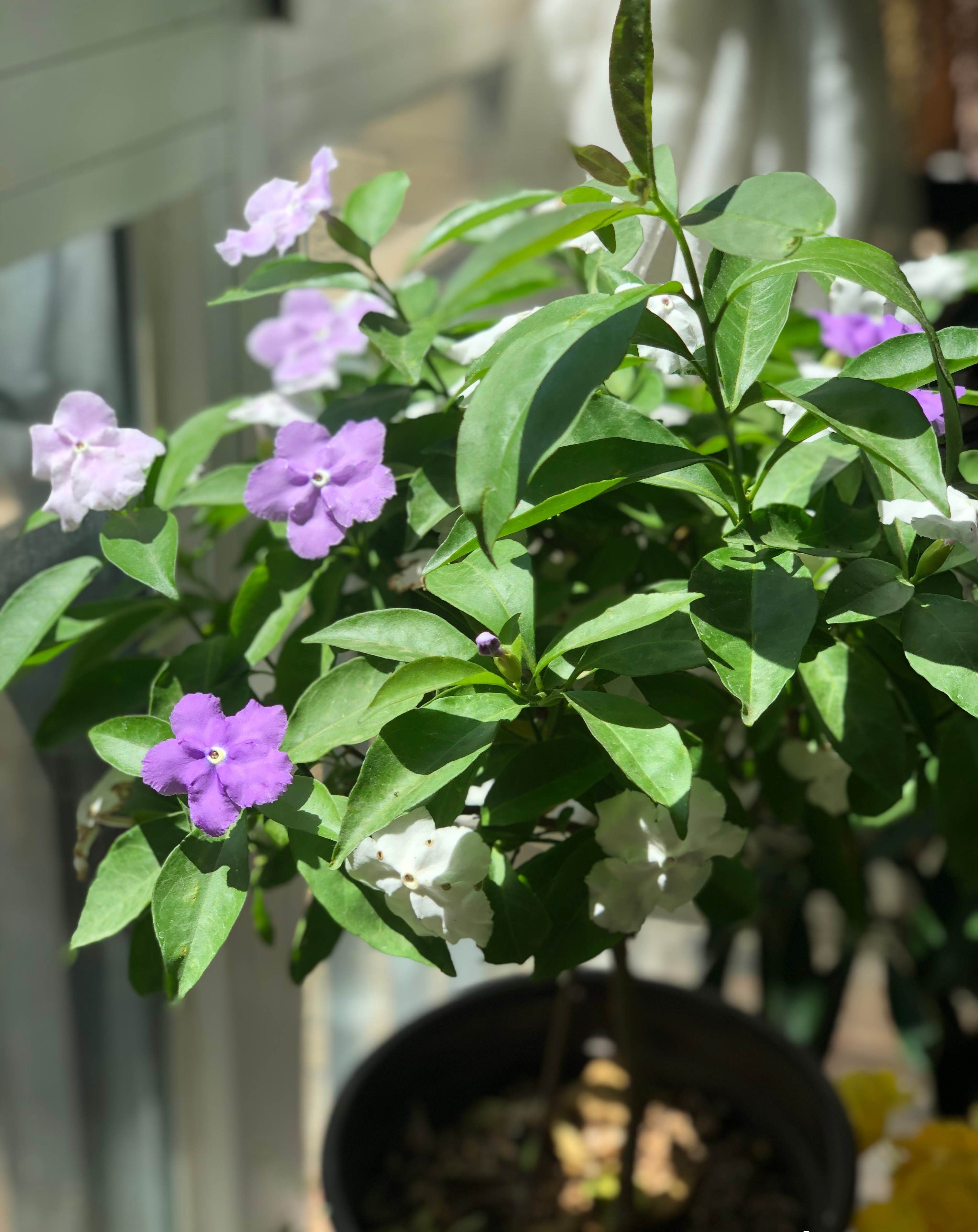 室内盆栽“新宠”—鸳鸯茉莉,树姿优雅,一树多色花,花香飘满屋