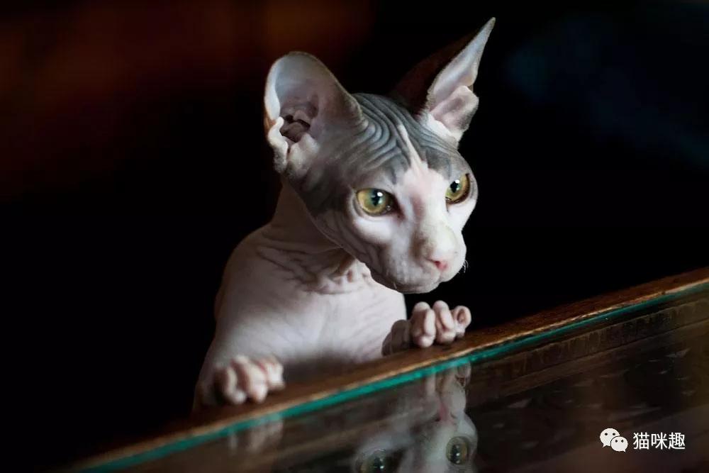 猫口腔常见疾病,英短猫最常见的疾病