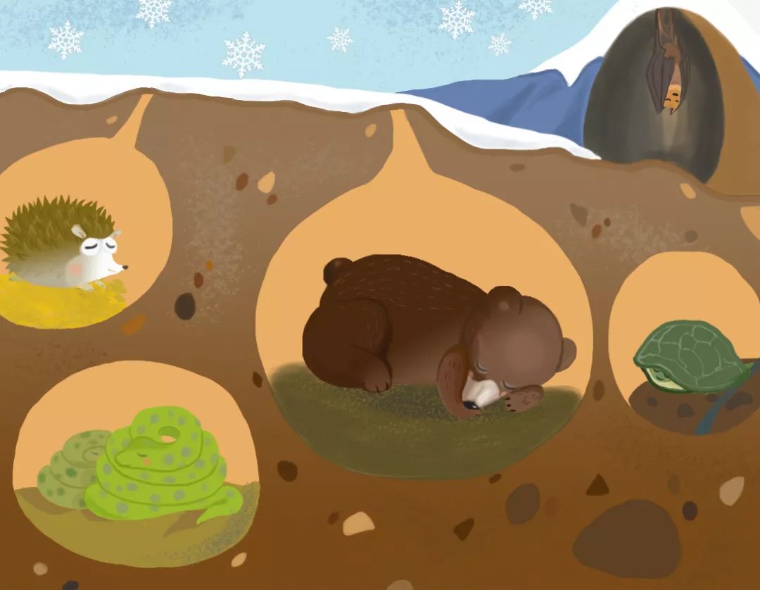 为什么蛇敢吃老鼠,为什么现在老鼠都吃蛇