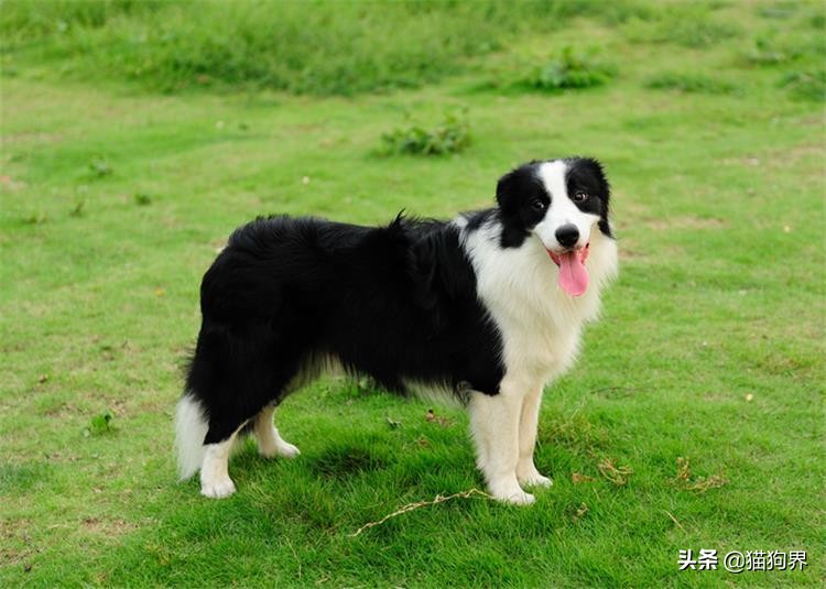 狗狗幼犬挑食最佳治疗方法,纠正狗狗挑食的简单方法