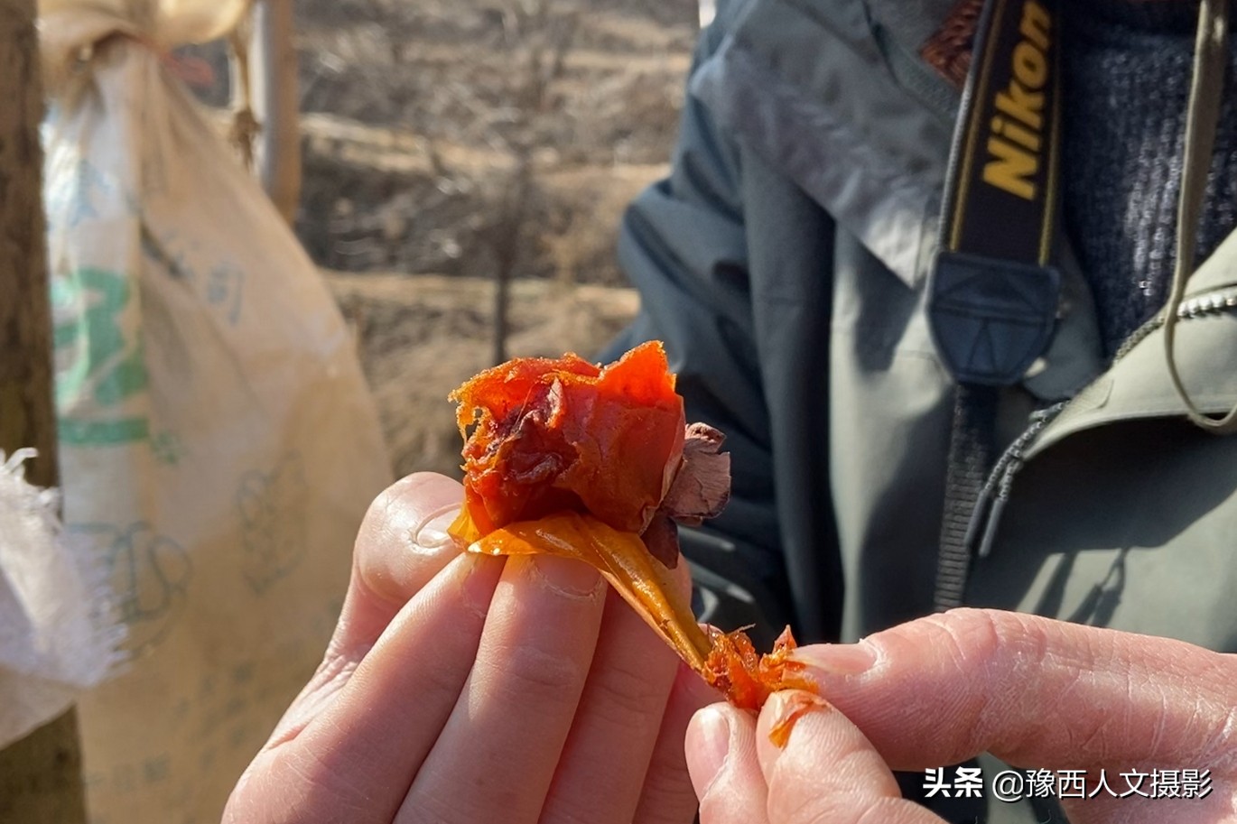 一百多年的老柿树才长这么大,碗口粗无核柿树图片