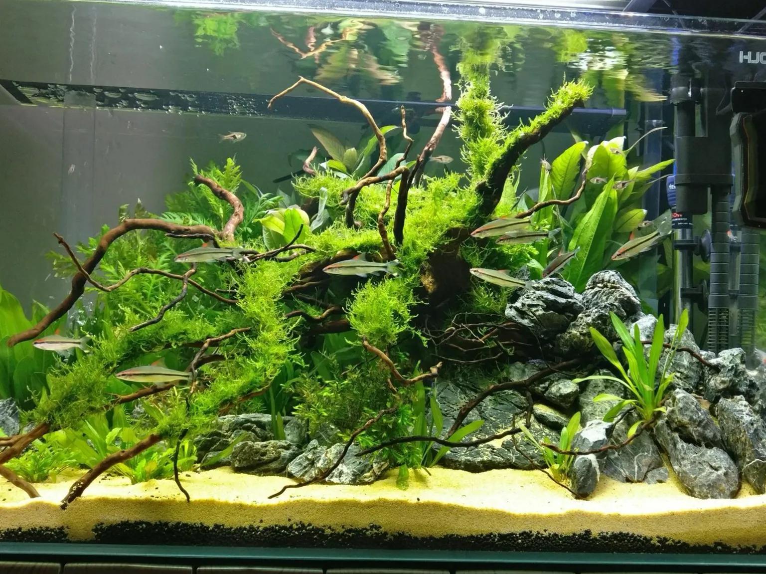 鱼缸清除水藻水浑浊了怎么办,鱼缸有藻鱼缸水浑浊