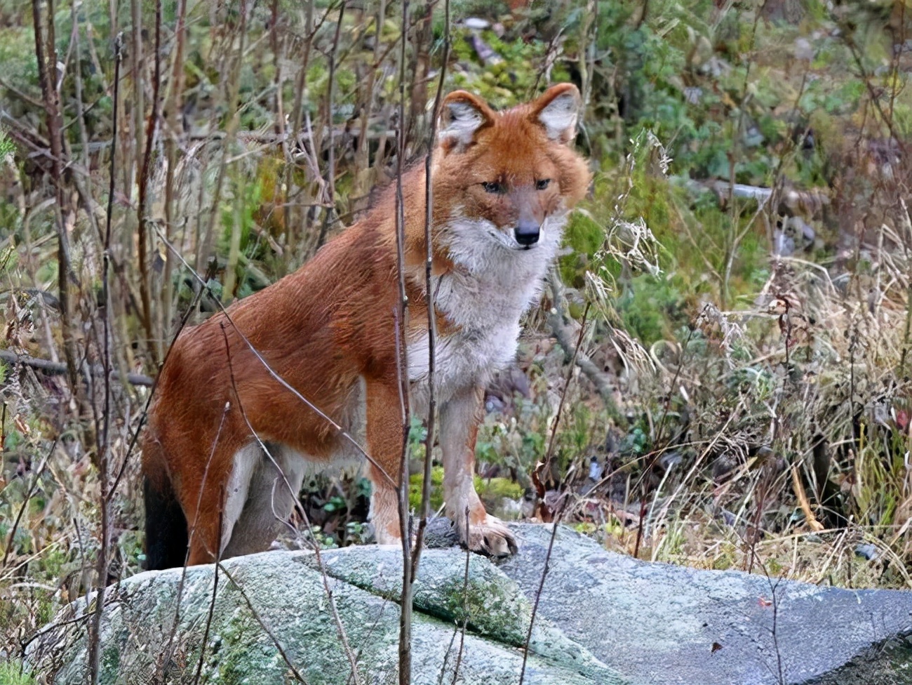 我国野猪泛滥,无虎豹下,野猪称雄,允许猎杀为何不许吃肉?