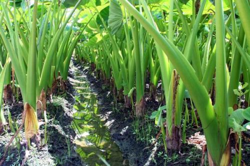 下粥味碟,下粥的点心