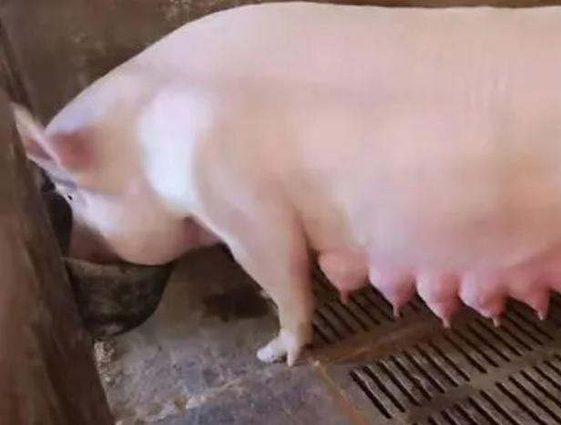 母猪奶水少给什么母猪吃,怎么解决母猪奶水少的问题
