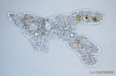 怒放的生命从蓝藻开始——植物篇