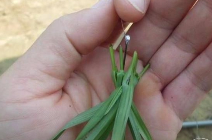 明人不说暗话，“征服”草鱼我只服这手绝活，一根竿都钓不过来