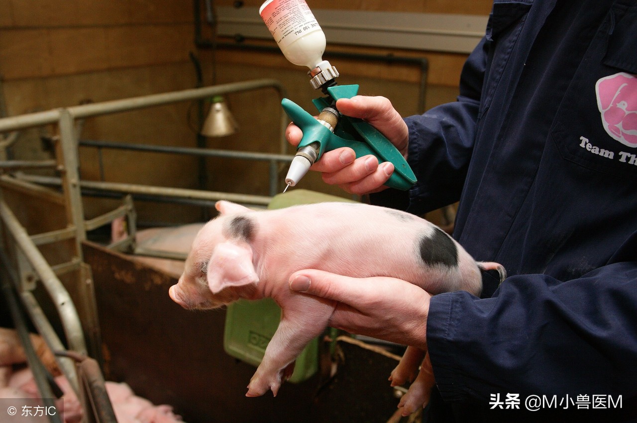 猪发现疫苗毒怎么处理,猪得了口蹄疫能打疫苗吗