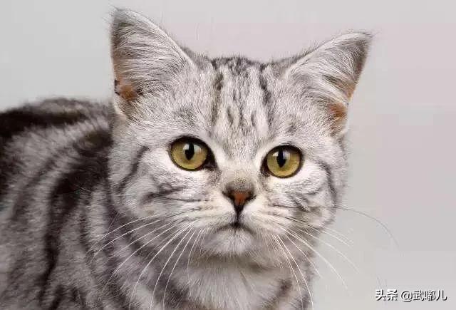 猫的胡须掉了还能长出来吗,猫的胡须能剪掉吗