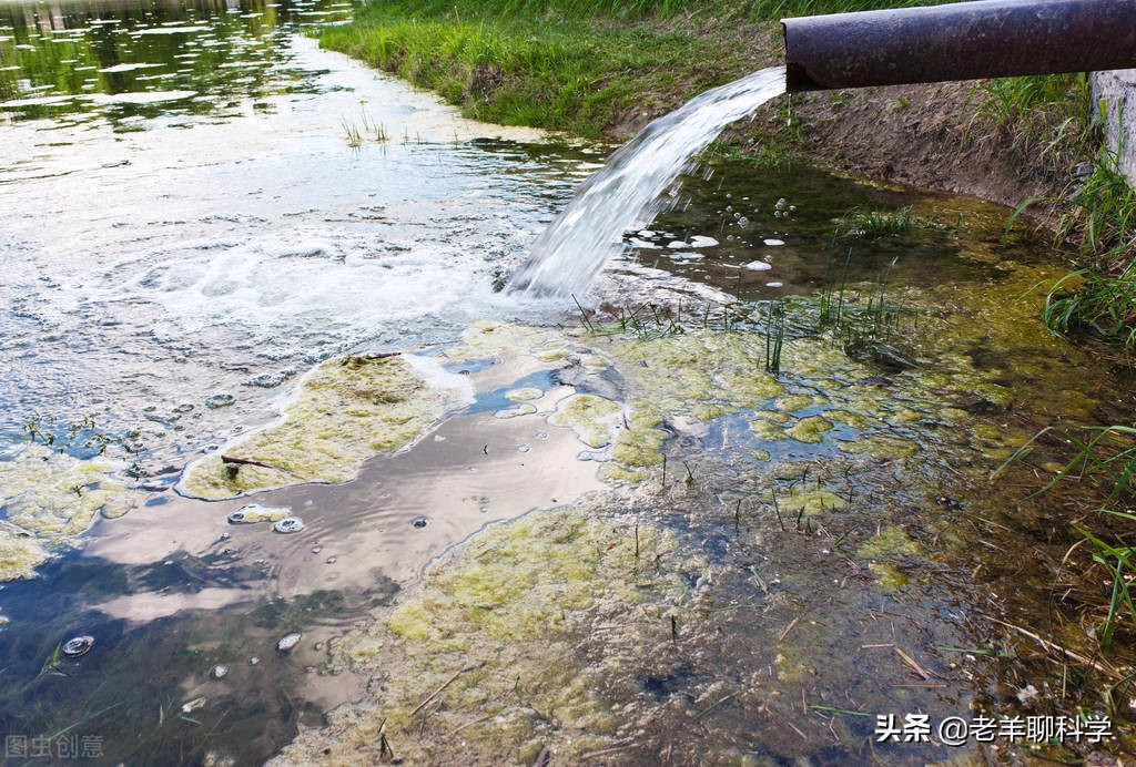 长出白斑!恒河鳖被宠到自然老死而泛滥,中国吃货能解决吗?