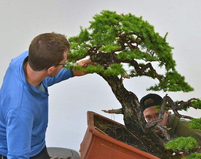 养盆景技巧,盆景修剪的基本方法