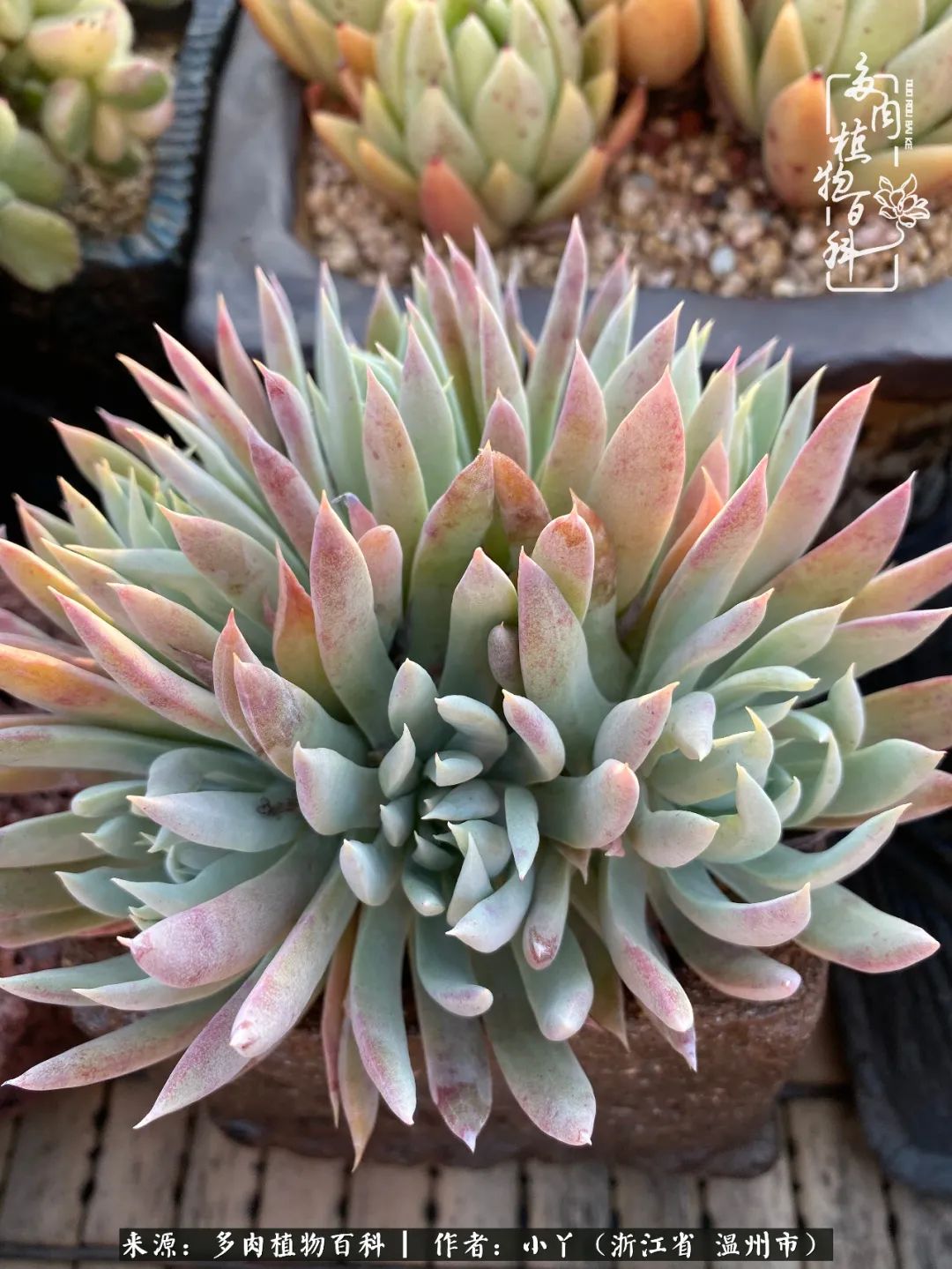 祖上无院家里无矿,一腔浪漫情怀付诸楼顶造花