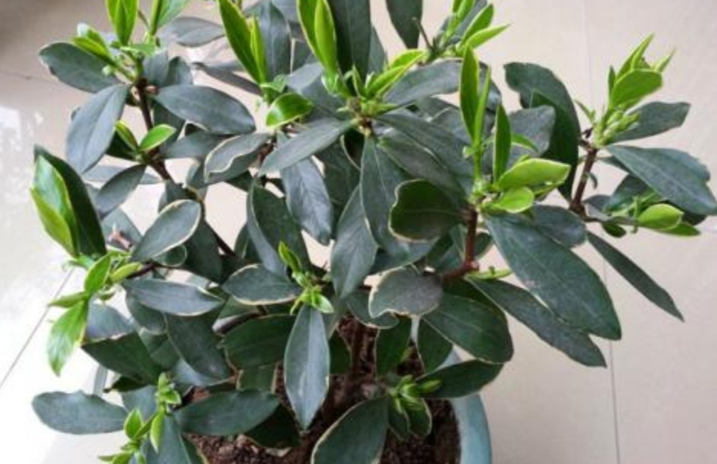 瑞香花养僵了怎么办,养的花卷叶发黄怎么办