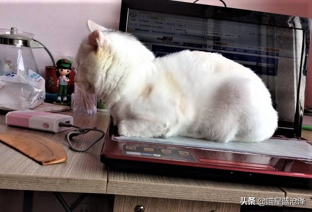 你们都是怎么对待猫主子的,猫主子很高冷为什么会突然撒娇