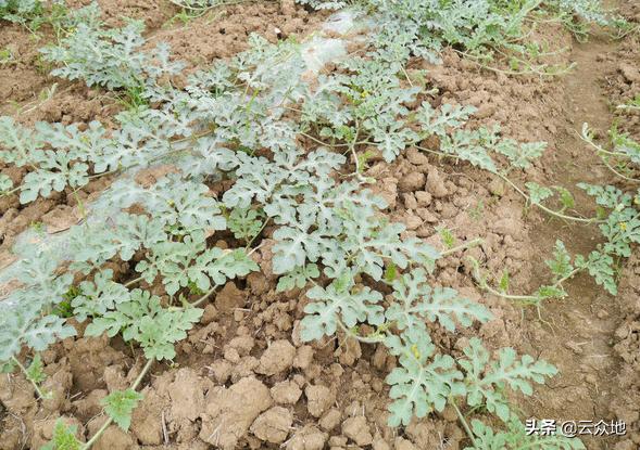 种植西瓜需要什么土,种植西瓜要沙地还是泥地