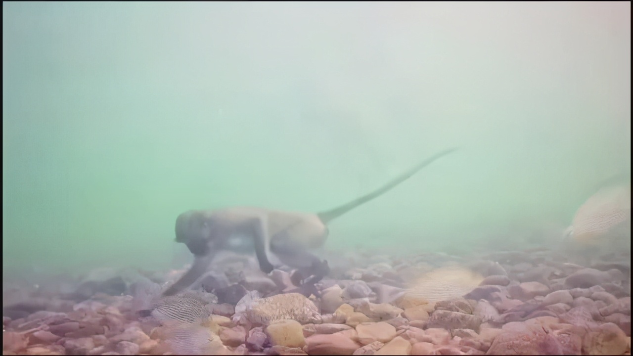 小米11pro能不能放水里,小米11pro水下能使用吗