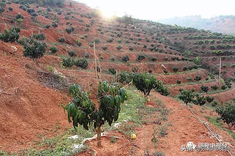 弥勒千亩西瓜熟了!黄心瓜、红心瓜、小香瓜…你喜欢哪种?