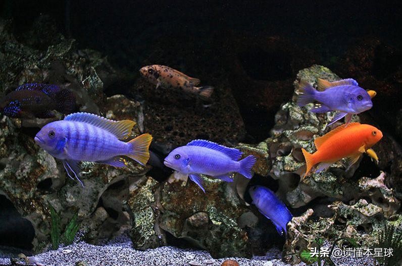 200个鄱阳湖容量的马拉维湖，如何成非洲三国角逐主战场？