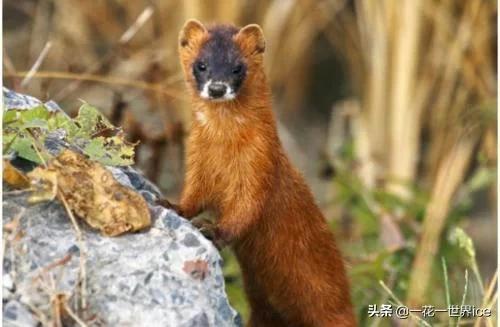 黄鼠狼全身都是宝为啥没人敢养,黄鼠狼浑身是宝为什么没人养