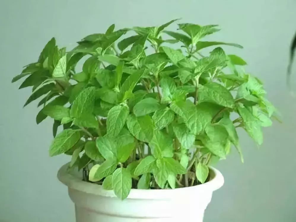 吸油烟和甲醛的植物,住新房有什么植物能去甲醛