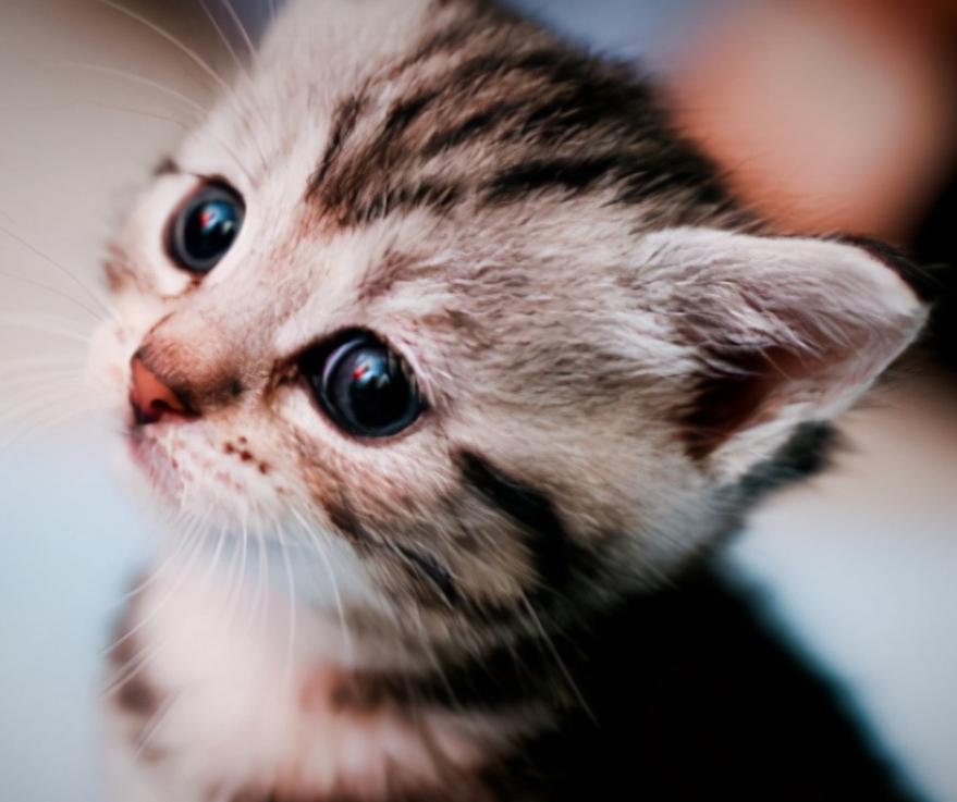 抚摸自己的猫咪被抓伤,抚摸猫咪猫咬手怎么办