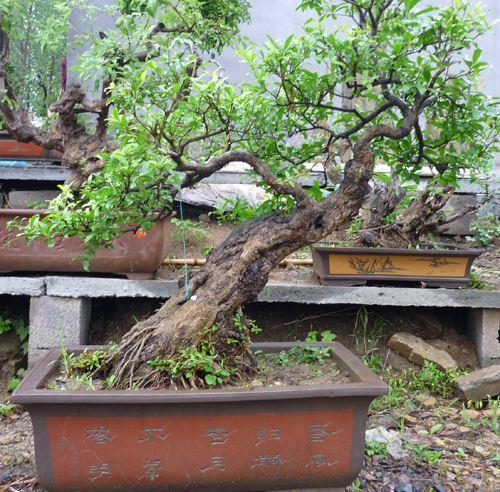 果树盆景种,果树花盆景