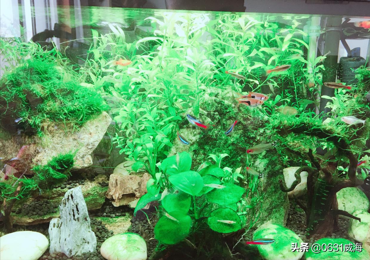 水草腐烂,水草腐烂了怎么补救