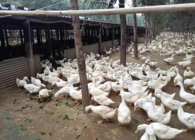 鸭养殖的市场前景如何,鸭子的市场需求