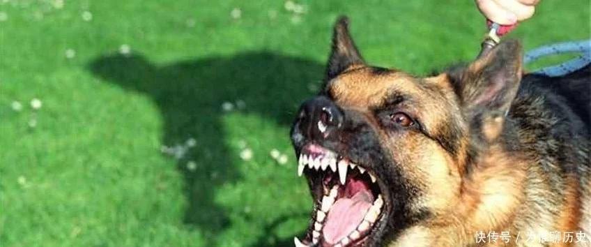 为什么狗狗总是一直盯着你,为什么狗狗会一直盯着自己看