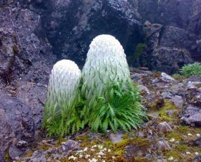 它被称是“麦朵刚拉”，因为张的像兔子，被卖到了黄金一样的价格