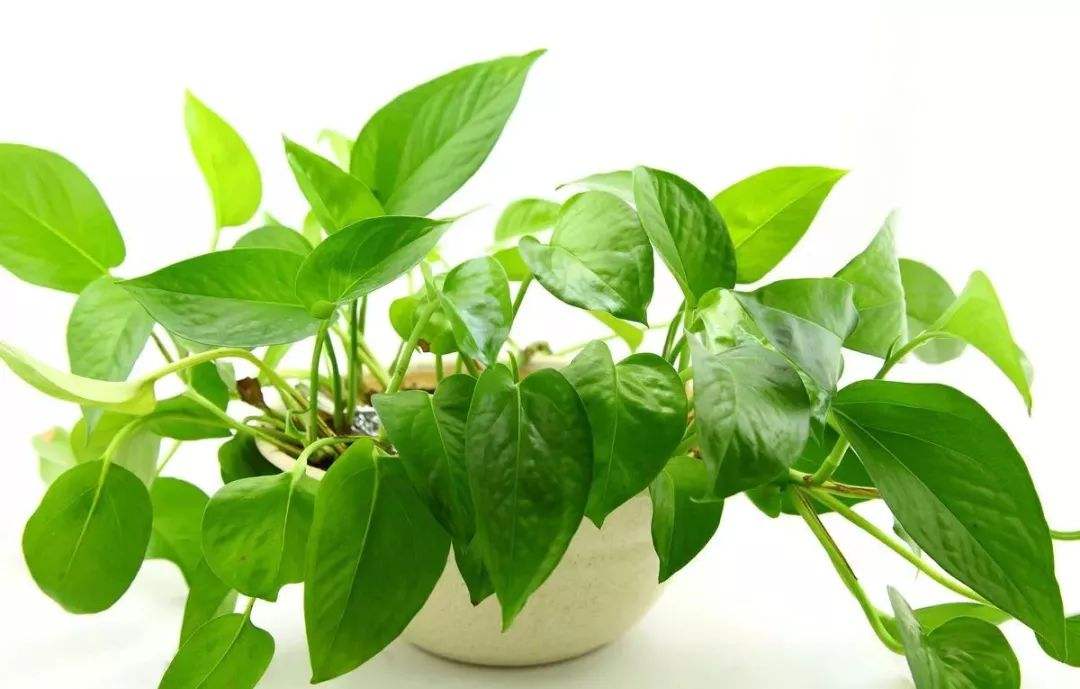 绿萝叶子越长新叶子越小怎么回事,绿萝叶子有大有小怎么办