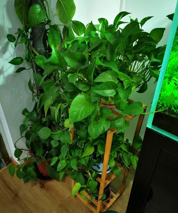 什么花适合室内养不需要阳光,阴冷的花