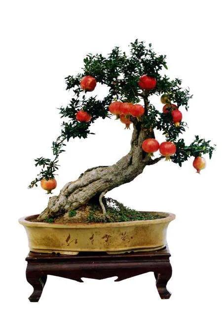 盆栽石榴花怕冷吗,石榴花盆栽不开花