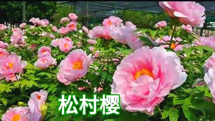 雍容华贵的国之牡丹惊艳了世界,美丽富贵的国花洛阳牡丹