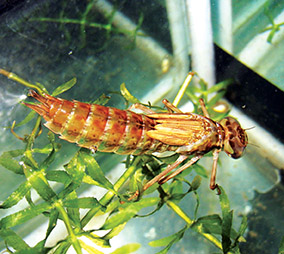 动物世界中最小的昆虫,动物世界最奇特的鸟