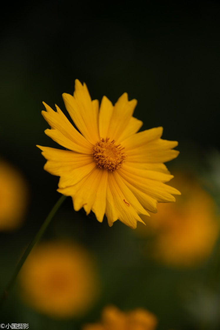 剑叶金鸡菊盆栽,重瓣剑叶金鸡菊图片
