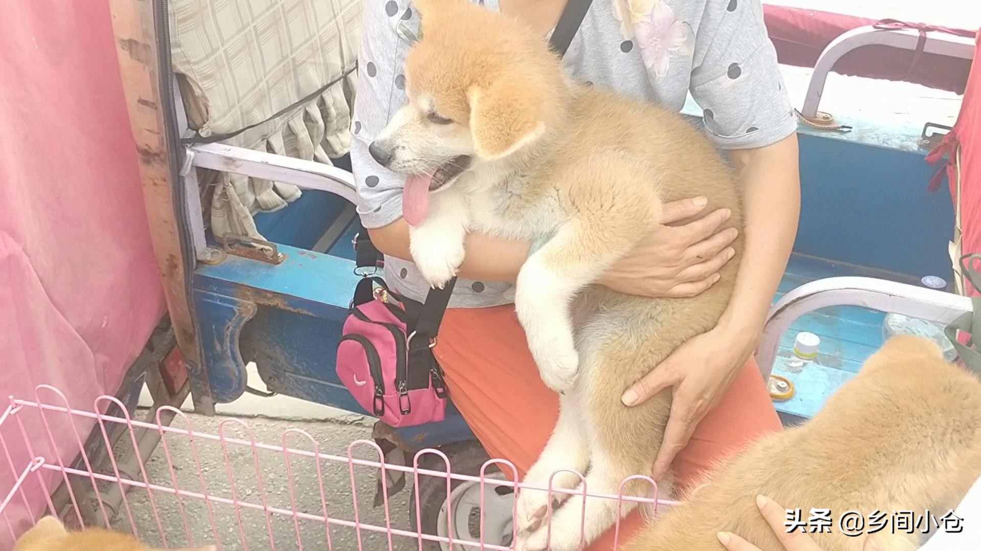 豫东最大狗市在哪里 (豫东南最大的狗市在哪里)