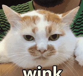 草莓饺子黑暗料理,乌冬面和彩虹饺子