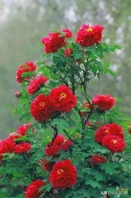 老济宁谚语,济宁老方言视频